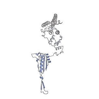 15576_8apn_Bj_v1-2
Structure of the mitochondrial ribosome from Polytomella magna with tRNA bound to the P site