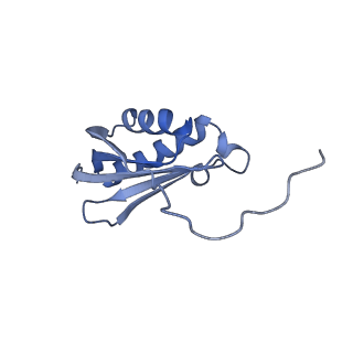 15576_8apn_Bk_v1-2
Structure of the mitochondrial ribosome from Polytomella magna with tRNA bound to the P site