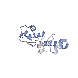 15576_8apn_Bm_v1-2
Structure of the mitochondrial ribosome from Polytomella magna with tRNA bound to the P site