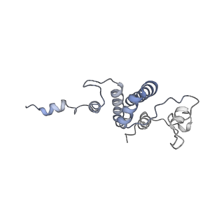 15576_8apn_Bo_v1-2
Structure of the mitochondrial ribosome from Polytomella magna with tRNA bound to the P site