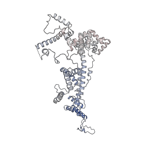 15576_8apn_Bx_v1-2
Structure of the mitochondrial ribosome from Polytomella magna with tRNA bound to the P site