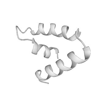 15576_8apn_Uh_v1-2
Structure of the mitochondrial ribosome from Polytomella magna with tRNA bound to the P site