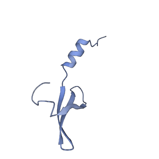 15576_8apn_Xc_v1-2
Structure of the mitochondrial ribosome from Polytomella magna with tRNA bound to the P site