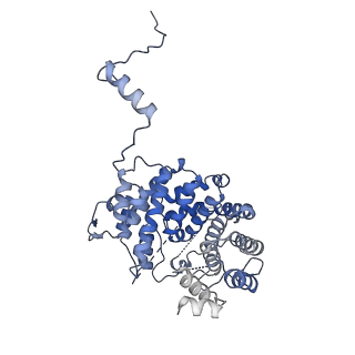 15576_8apn_Xg_v1-2
Structure of the mitochondrial ribosome from Polytomella magna with tRNA bound to the P site