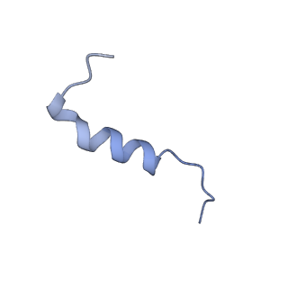 15576_8apn_Xi_v1-2
Structure of the mitochondrial ribosome from Polytomella magna with tRNA bound to the P site