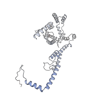 15576_8apn_Yj_v1-2
Structure of the mitochondrial ribosome from Polytomella magna with tRNA bound to the P site