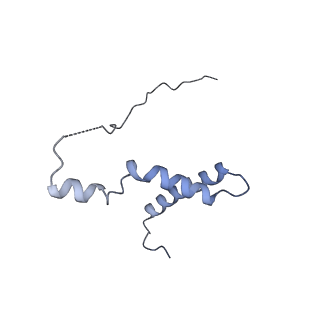15576_8apn_Yl_v1-2
Structure of the mitochondrial ribosome from Polytomella magna with tRNA bound to the P site