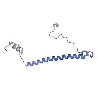 15577_8apo_AE_v1-1
Structure of the mitochondrial ribosome from Polytomella magna with tRNAs bound to the A and P sites