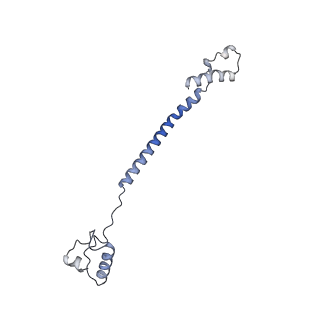 15577_8apo_AJ_v1-1
Structure of the mitochondrial ribosome from Polytomella magna with tRNAs bound to the A and P sites