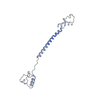 15577_8apo_AJ_v2-0
Structure of the mitochondrial ribosome from Polytomella magna with tRNAs bound to the A and P sites