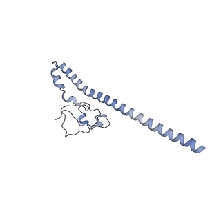 15577_8apo_AK_v1-1
Structure of the mitochondrial ribosome from Polytomella magna with tRNAs bound to the A and P sites