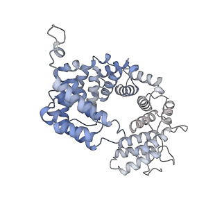 15577_8apo_AL_v1-1
Structure of the mitochondrial ribosome from Polytomella magna with tRNAs bound to the A and P sites