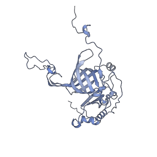 15577_8apo_Ab_v1-1
Structure of the mitochondrial ribosome from Polytomella magna with tRNAs bound to the A and P sites