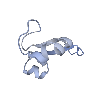 15577_8apo_Af_v1-1
Structure of the mitochondrial ribosome from Polytomella magna with tRNAs bound to the A and P sites