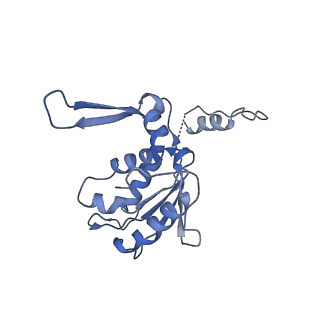 15577_8apo_Ah_v1-1
Structure of the mitochondrial ribosome from Polytomella magna with tRNAs bound to the A and P sites