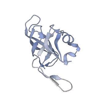 15577_8apo_Ai_v2-0
Structure of the mitochondrial ribosome from Polytomella magna with tRNAs bound to the A and P sites