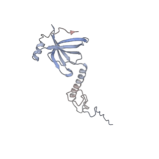 15577_8apo_An_v1-1
Structure of the mitochondrial ribosome from Polytomella magna with tRNAs bound to the A and P sites