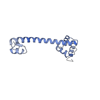 15577_8apo_Ao_v1-1
Structure of the mitochondrial ribosome from Polytomella magna with tRNAs bound to the A and P sites