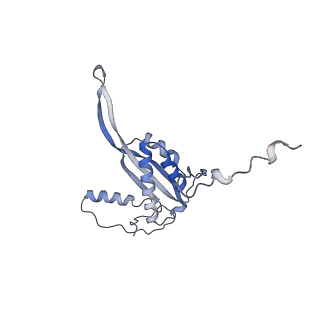 15577_8apo_Aq_v1-1
Structure of the mitochondrial ribosome from Polytomella magna with tRNAs bound to the A and P sites