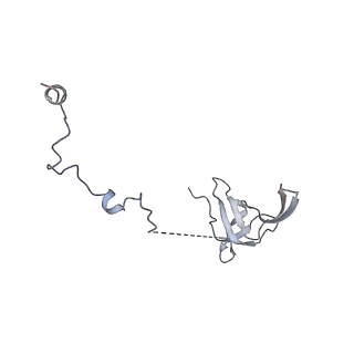 15577_8apo_As_v1-1
Structure of the mitochondrial ribosome from Polytomella magna with tRNAs bound to the A and P sites