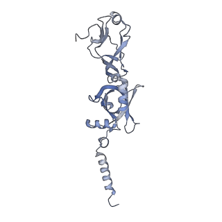 15577_8apo_At_v1-1
Structure of the mitochondrial ribosome from Polytomella magna with tRNAs bound to the A and P sites