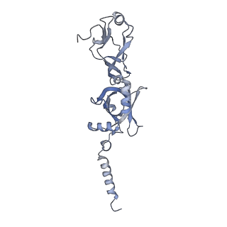 15577_8apo_At_v2-0
Structure of the mitochondrial ribosome from Polytomella magna with tRNAs bound to the A and P sites