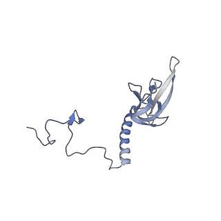 15577_8apo_Au_v2-0
Structure of the mitochondrial ribosome from Polytomella magna with tRNAs bound to the A and P sites