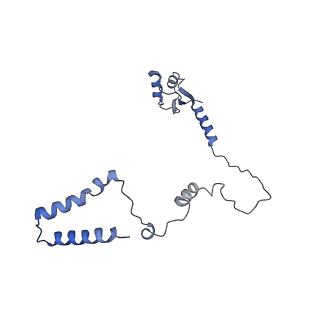 15577_8apo_Ax_v1-1
Structure of the mitochondrial ribosome from Polytomella magna with tRNAs bound to the A and P sites