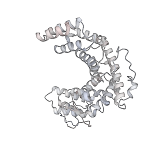 15577_8apo_BF_v1-1
Structure of the mitochondrial ribosome from Polytomella magna with tRNAs bound to the A and P sites