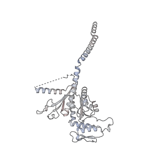 15577_8apo_Bh_v2-0
Structure of the mitochondrial ribosome from Polytomella magna with tRNAs bound to the A and P sites