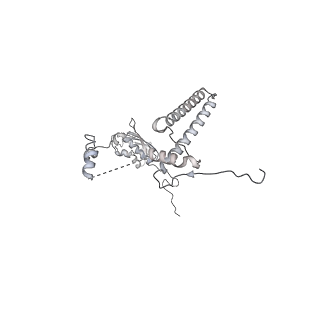 15577_8apo_Bi_v1-1
Structure of the mitochondrial ribosome from Polytomella magna with tRNAs bound to the A and P sites