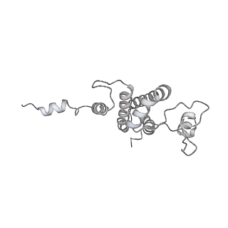 15577_8apo_Bo_v1-1
Structure of the mitochondrial ribosome from Polytomella magna with tRNAs bound to the A and P sites