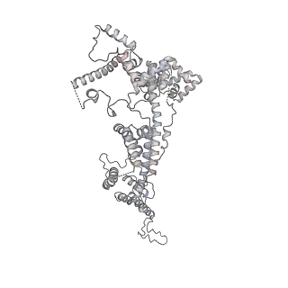 15577_8apo_Bx_v1-1
Structure of the mitochondrial ribosome from Polytomella magna with tRNAs bound to the A and P sites
