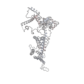 15577_8apo_Bx_v2-0
Structure of the mitochondrial ribosome from Polytomella magna with tRNAs bound to the A and P sites