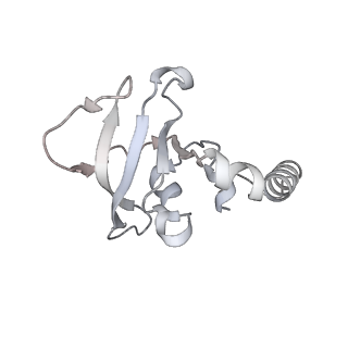 15577_8apo_Bz_v1-1
Structure of the mitochondrial ribosome from Polytomella magna with tRNAs bound to the A and P sites