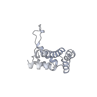 15577_8apo_Ub_v1-1
Structure of the mitochondrial ribosome from Polytomella magna with tRNAs bound to the A and P sites