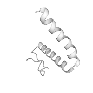15577_8apo_Ug_v1-1
Structure of the mitochondrial ribosome from Polytomella magna with tRNAs bound to the A and P sites
