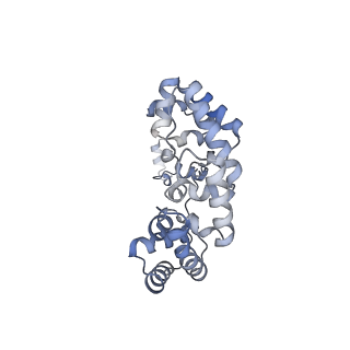 15577_8apo_Xb_v1-1
Structure of the mitochondrial ribosome from Polytomella magna with tRNAs bound to the A and P sites
