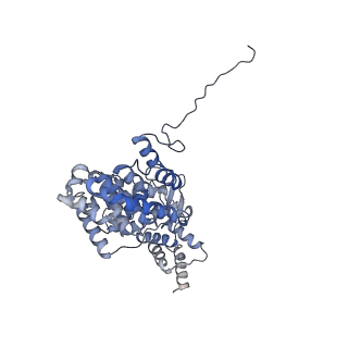 15577_8apo_Xd_v1-1
Structure of the mitochondrial ribosome from Polytomella magna with tRNAs bound to the A and P sites