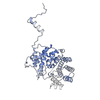 15577_8apo_Xg_v1-1
Structure of the mitochondrial ribosome from Polytomella magna with tRNAs bound to the A and P sites