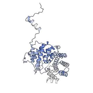 15577_8apo_Xg_v2-0
Structure of the mitochondrial ribosome from Polytomella magna with tRNAs bound to the A and P sites