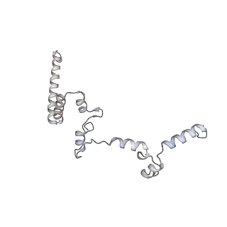 15577_8apo_Yf_v2-0
Structure of the mitochondrial ribosome from Polytomella magna with tRNAs bound to the A and P sites
