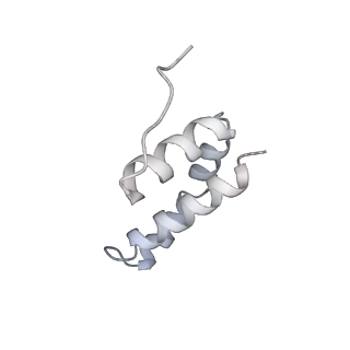 15577_8apo_Yg_v1-1
Structure of the mitochondrial ribosome from Polytomella magna with tRNAs bound to the A and P sites