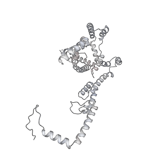 15577_8apo_Yj_v1-1
Structure of the mitochondrial ribosome from Polytomella magna with tRNAs bound to the A and P sites