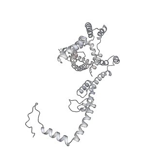 15577_8apo_Yj_v2-0
Structure of the mitochondrial ribosome from Polytomella magna with tRNAs bound to the A and P sites