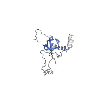 3151_5apo_E_v1-4
Structure of the yeast 60S ribosomal subunit in complex with Arx1, Alb1 and C-terminally tagged Rei1