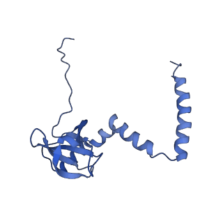 3151_5apo_M_v1-4
Structure of the yeast 60S ribosomal subunit in complex with Arx1, Alb1 and C-terminally tagged Rei1