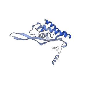 3151_5apo_P_v1-4
Structure of the yeast 60S ribosomal subunit in complex with Arx1, Alb1 and C-terminally tagged Rei1
