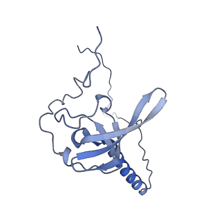 3151_5apo_T_v1-4
Structure of the yeast 60S ribosomal subunit in complex with Arx1, Alb1 and C-terminally tagged Rei1