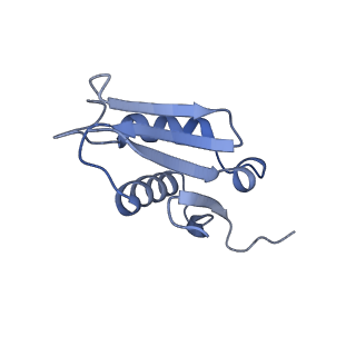 3151_5apo_U_v1-4
Structure of the yeast 60S ribosomal subunit in complex with Arx1, Alb1 and C-terminally tagged Rei1